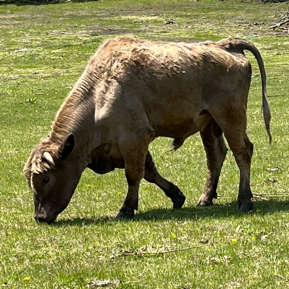 Beefalo
